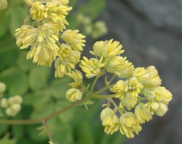 Thalictrum minus / Talittro minore